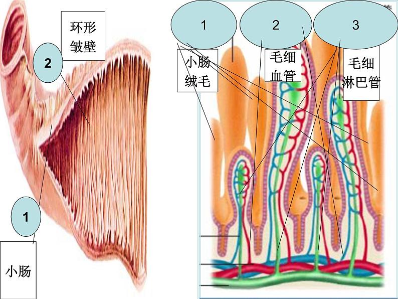 冀教版七年级下册生物 1.3营养物质的吸收和利用 课件第8页