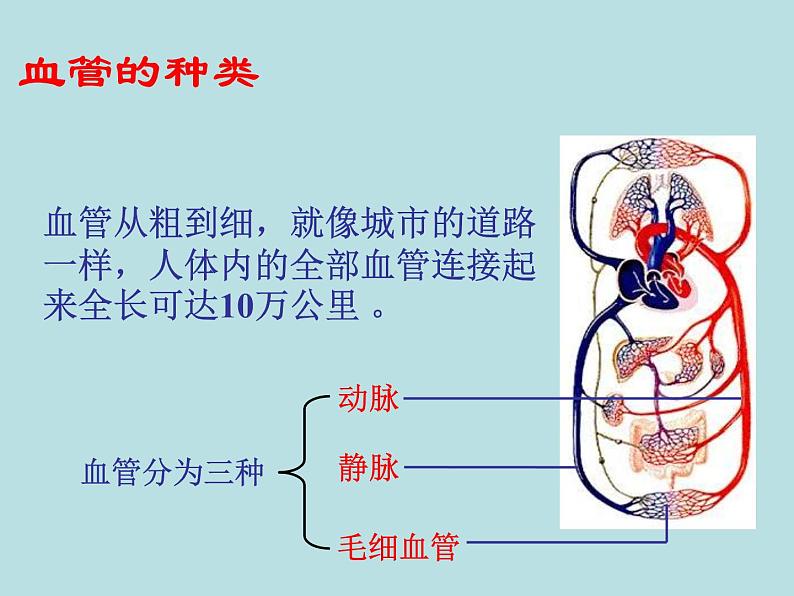 苏教版七年级下册生物 10.2人体的血液循环 课件02