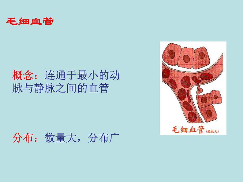 苏教版七年级下册生物 10.2人体的血液循环 课件05