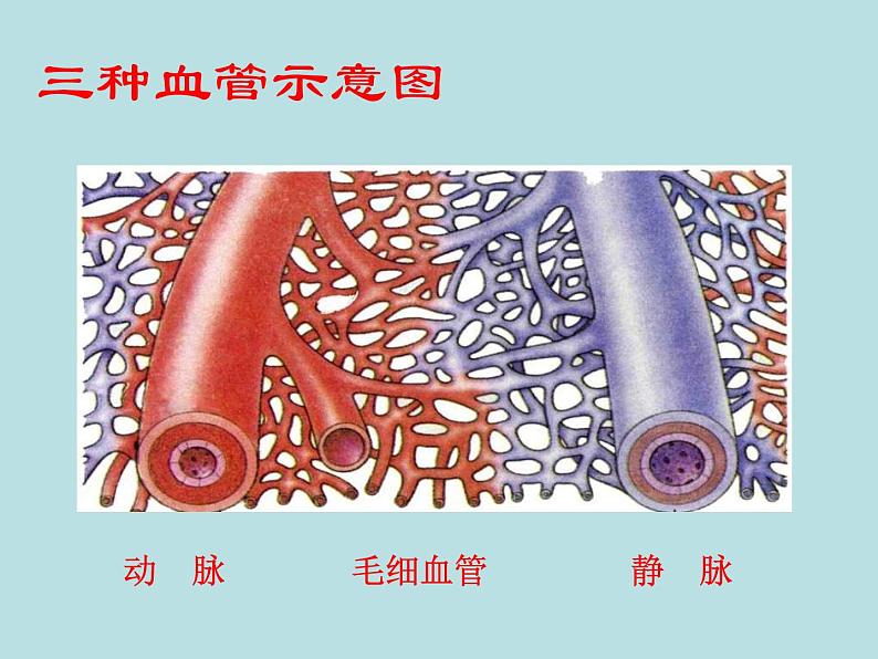 苏教版七年级下册生物 10.2人体的血液循环 课件06