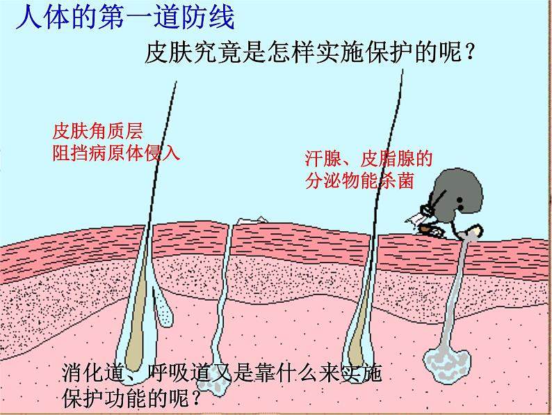 鲁科版（五四制）七下生物  5.1.2 免疫与计划免疫 课件04