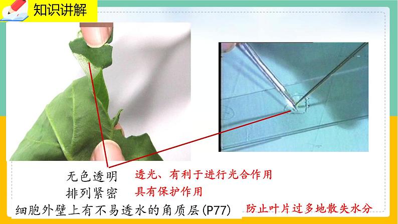 5.1.2《叶与光合作用》课件PPT+教案+同步练习08