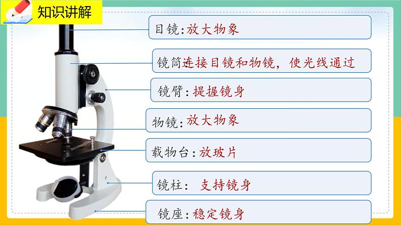 3.1.1 《显微镜的使用》课件PPT+教案+同步练习05