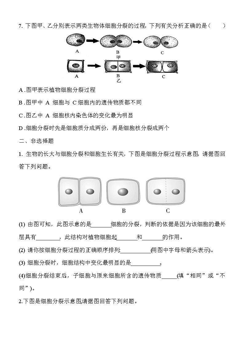 3.3《细胞通过分裂而增殖》课件PPT+教案+同步练习02