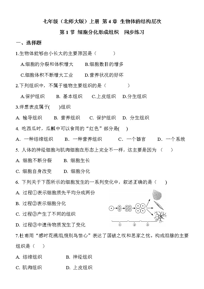 4.1《细胞分化形成形成组织》课件PPT+教案+同步练习01
