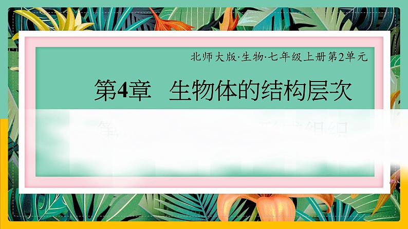 4.1《细胞分化形成形成组织》课件PPT+教案+同步练习01