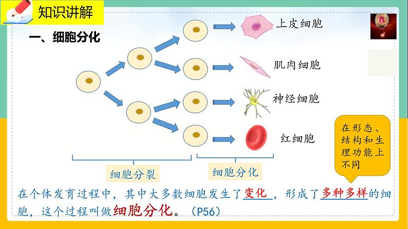 4.1《细胞分化形成形成组织》课件PPT+教案+同步练习03