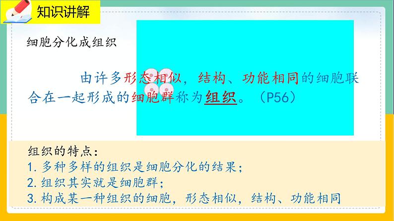 4.1《细胞分化形成形成组织》课件PPT+教案+同步练习04