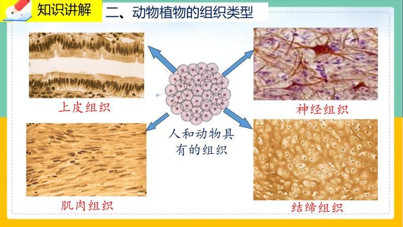 4.1《细胞分化形成形成组织》课件PPT+教案+同步练习06