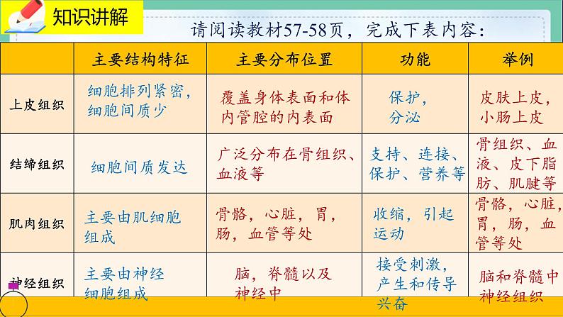 4.1《细胞分化形成形成组织》课件PPT+教案+同步练习07