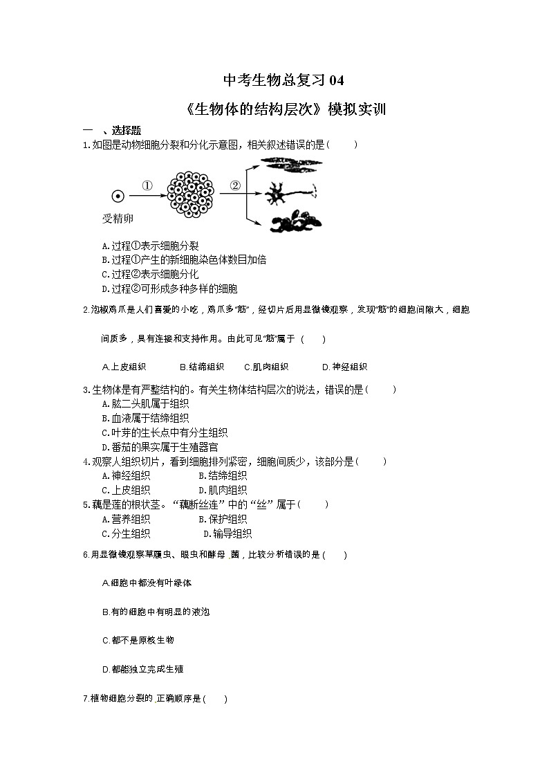 中考生物总复习04《生物体的结构层次》模拟实训（含答案） 试卷01