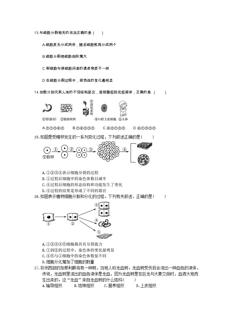 中考生物总复习04《生物体的结构层次》模拟实训（含答案） 试卷03