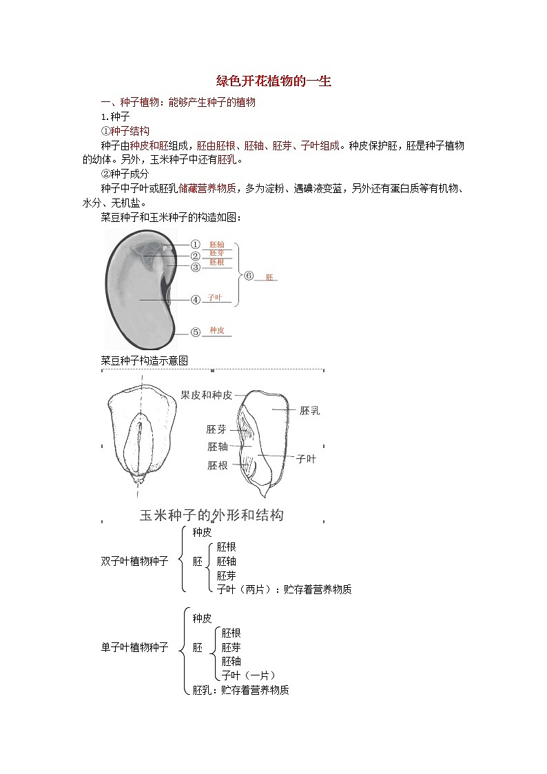 中考生物总复习《绿色开花植物的一生》知识点总结第1页