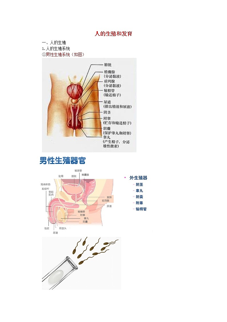 中考生物总复习《人的生殖和发育》知识点总结01