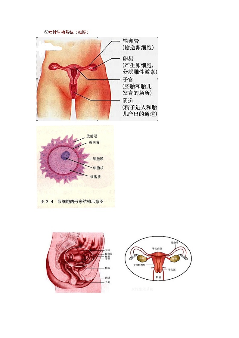 中考生物总复习《人的生殖和发育》知识点总结02