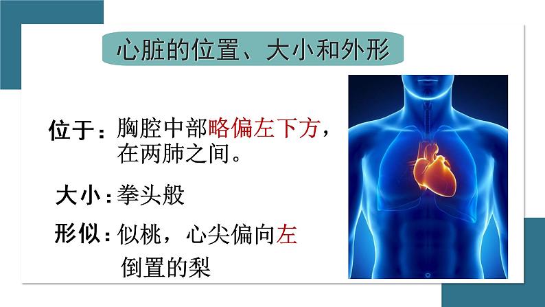 第三节 输送血液的泵--心脏 课件（上课亲用）03