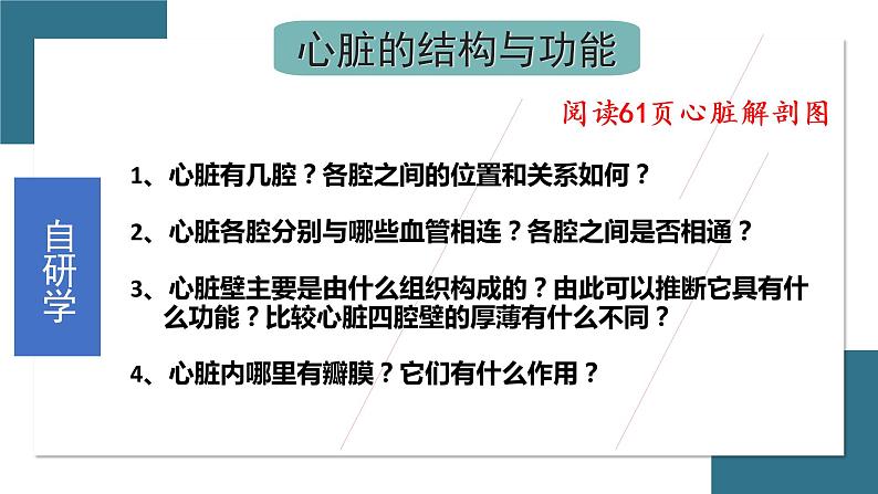 第三节 输送血液的泵--心脏 课件（上课亲用）04