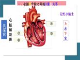 第三节 输送血液的泵--心脏 课件（上课亲用）