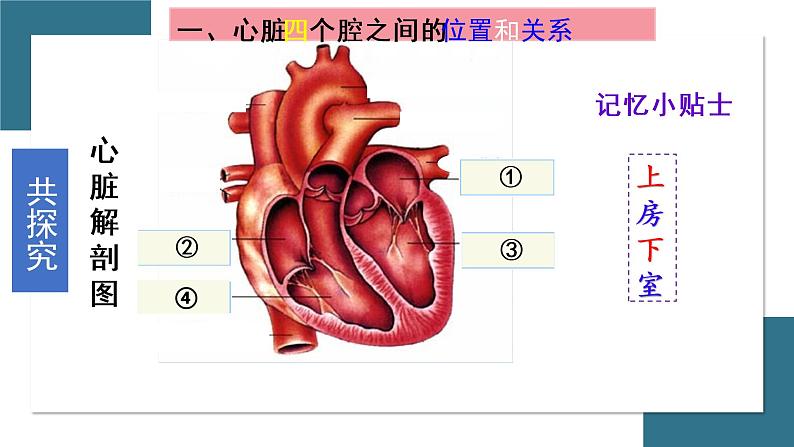 第三节 输送血液的泵--心脏 课件（上课亲用）05