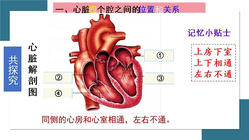 第三节 输送血液的泵--心脏 课件（上课亲用）08