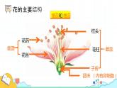 7.1.1 植物的生殖（27张）-人教版生物八年级下册课件