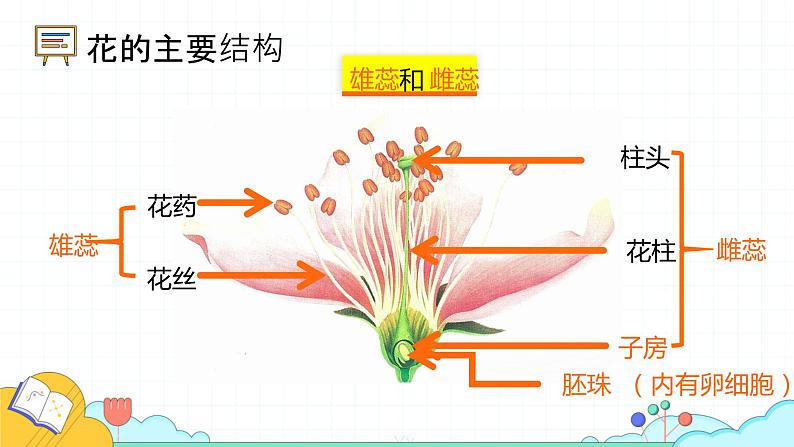 7.1.1 植物的生殖（27张）-人教版生物八年级下册课件第4页