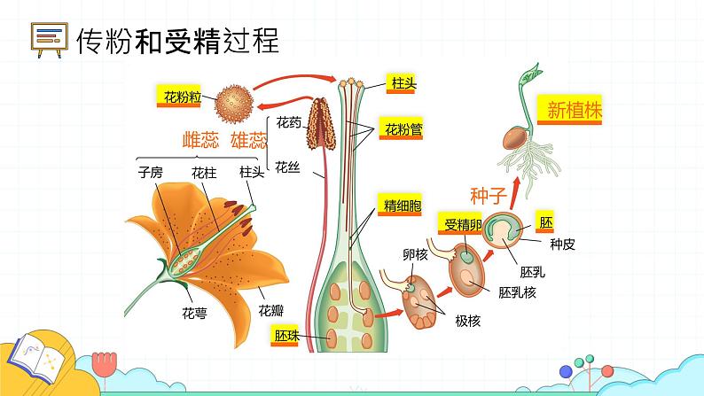 7.1.1 植物的生殖（27张）-人教版生物八年级下册课件第5页