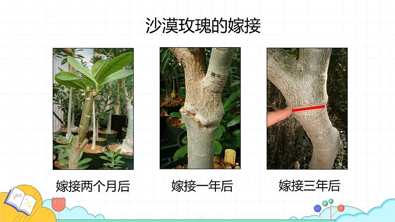 7.1.1 植物的生殖（27张）-人教版生物八年级下册课件第8页