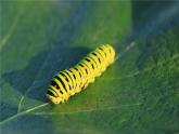 7.1.2 昆虫的生殖和发育（29张）-人教版生物八年级下册课件