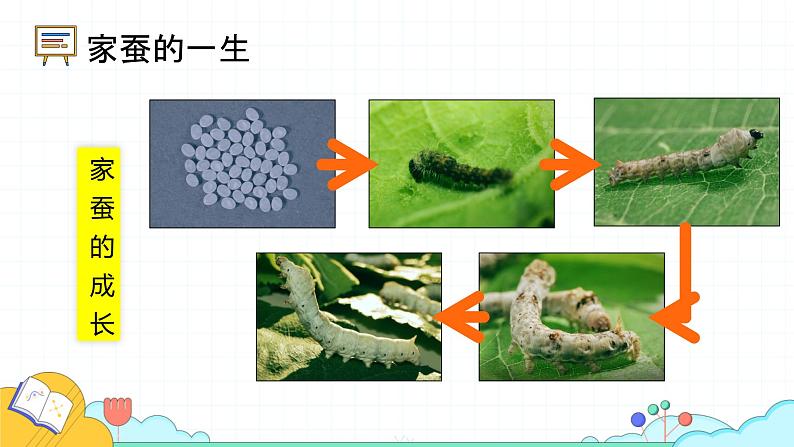 7.1.2 昆虫的生殖和发育（29张）-人教版生物八年级下册课件第6页