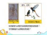 7.3.2 生物进化的历程（30张）-人教版生物八年级下册课件