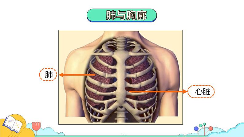 4.3.2 发生在肺内的气体交换（43张）-人教版生物七年级下册课件第4页