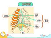 4.3.2 发生在肺内的气体交换（43张）-人教版生物七年级下册课件