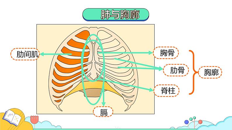 4.3.2 发生在肺内的气体交换（43张）-人教版生物七年级下册课件第5页