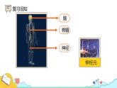 4.6.3 神经调节的基本方式（50张）-人教版生物七年级下册课件