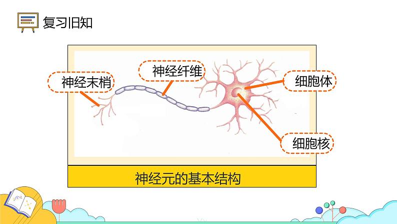 4.6.3 神经调节的基本方式（50张）-人教版生物七年级下册课件04