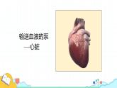 4.4.3 输送血液的泵—心脏（52张）-人教版生物七年级下册课件