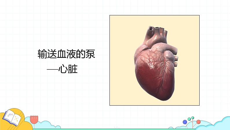 4.4.3 输送血液的泵—心脏（52张）-人教版生物七年级下册课件05