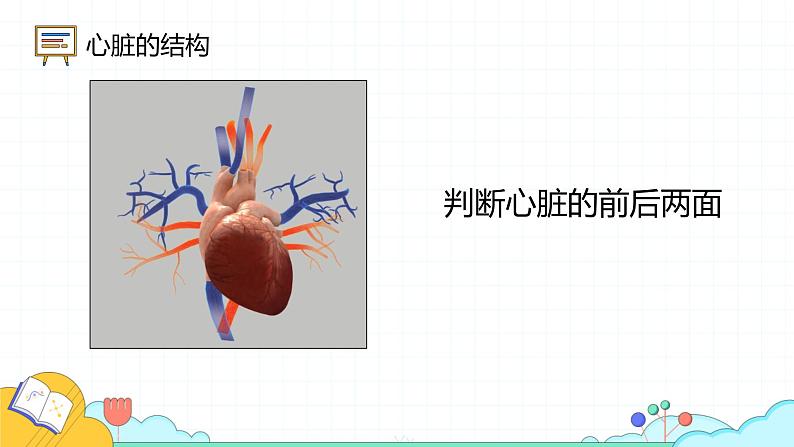 4.4.3 输送血液的泵—心脏（52张）-人教版生物七年级下册课件07