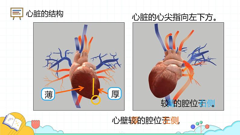 4.4.3 输送血液的泵—心脏（52张）-人教版生物七年级下册课件08