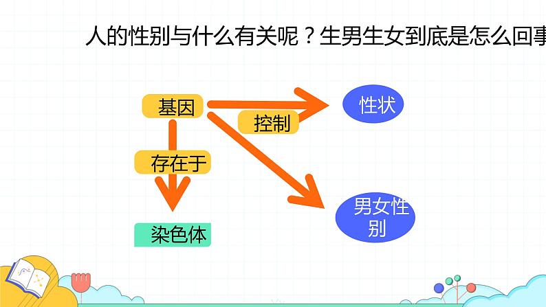 7.2.4 人的性别遗传（24张）-人教版生物八年级下册课件第5页