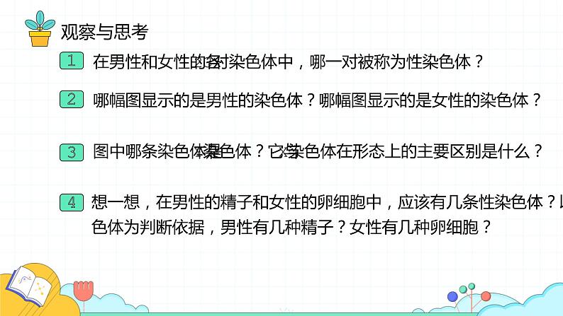 7.2.4 人的性别遗传（24张）-人教版生物八年级下册课件第6页