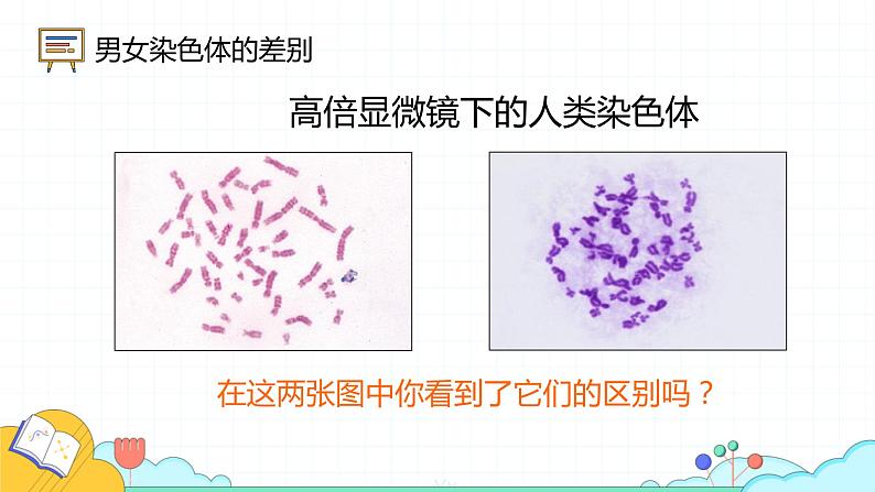 7.2.4 人的性别遗传（24张）-人教版生物八年级下册课件第7页