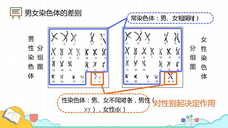 7.2.4 人的性别遗传（24张）-人教版生物八年级下册课件第8页