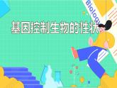 7.2.1 基因控制生物的性状（25张）-人教版生物八年级下册课件