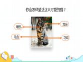 7.2.1 基因控制生物的性状（25张）-人教版生物八年级下册课件