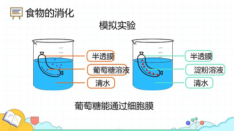 4.2.2 消化和吸收（71张）-人教版生物七年级下册课件第8页