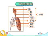 4.3.1 呼吸道对空气的处理（29张）-人教版生物七年级下册课件