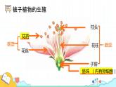 4.1.2 人的生殖（37张）-人教版生物七年级下册课件