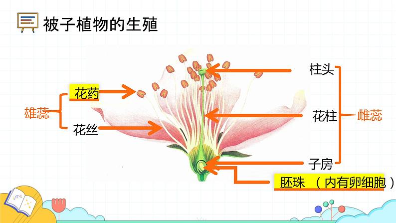 4.1.2 人的生殖（37张）-人教版生物七年级下册课件04